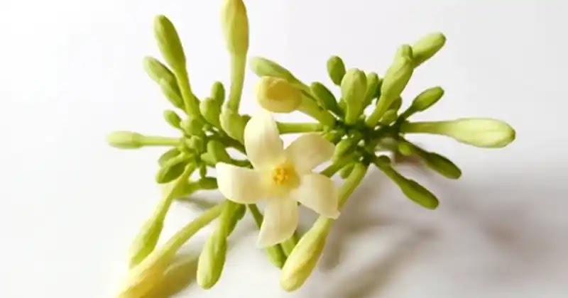 The Hidden Power of Male Papaya Flowers – Benefits and How to Use Them The Hidden Power of Male Papaya Flowers – Benefits and How to Use Them