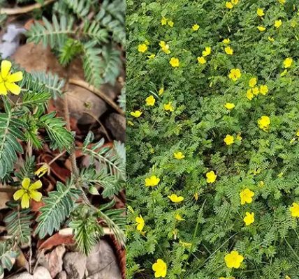 The Traditional Power of Puncture Vine (Tribulus terrestris) The Traditional Power of Puncture Vine (Tribulus terrestris)