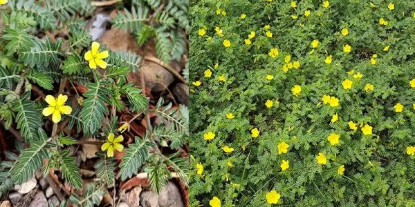 The Traditional Power of Puncture Vine (Tribulus terrestris) The Traditional Power of Puncture Vine (Tribulus terrestris)