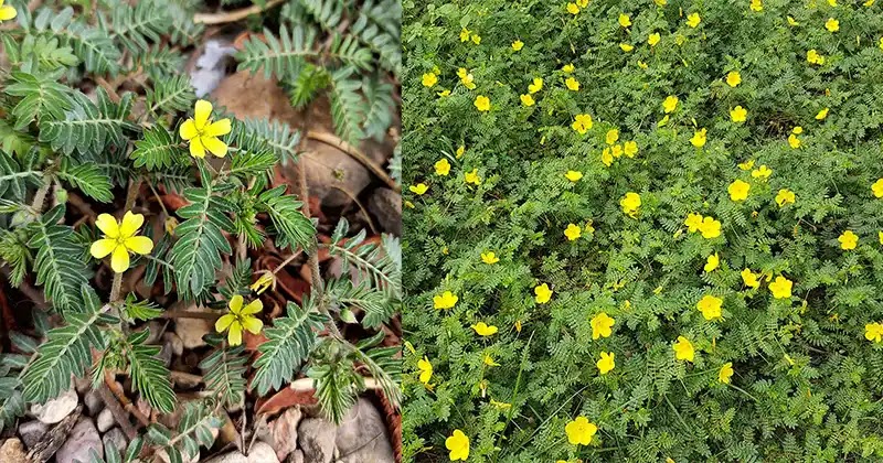 The Traditional Power of Puncture Vine (Tribulus terrestris)