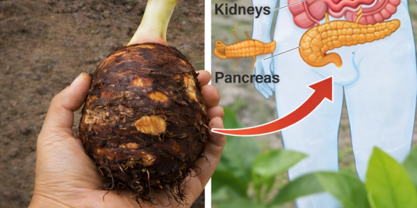 Why Taro Root Is the Underrated Superfood That Could Support Your Energy Levels, Digestion, and Overall Wellness Why Taro Root Is the Underrated Superfood That Could Support Your Energy Levels, Digestion, and Overall Wellness