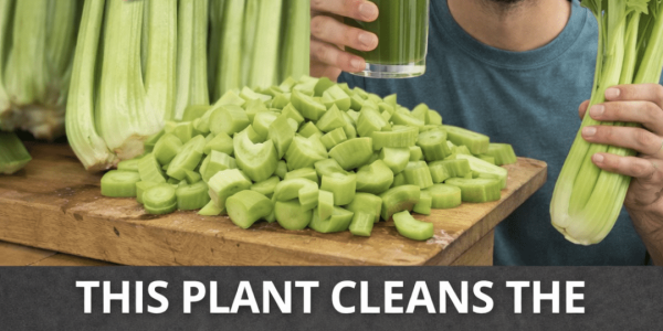Discover How to Make Celery Juice at Home: Easy Tips for a Refreshing Daily Wellness Habit