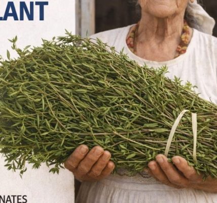 The Most Powerful Medicinal Plant Many People Still Ignore The Most Powerful Medicinal Plant Many People Still Ignore