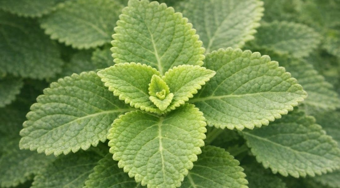 Just 1 Leaf a Day to Support Your Health Naturally