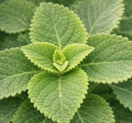 Just 1 Leaf a Day to Support Your Health Naturally