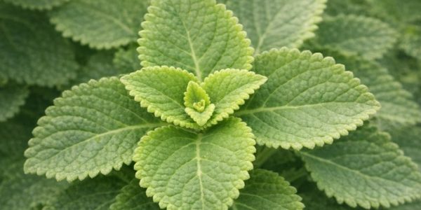 Just 1 Leaf a Day to Support Your Health Naturally Just 1 Leaf a Day to Support Your Health Naturally