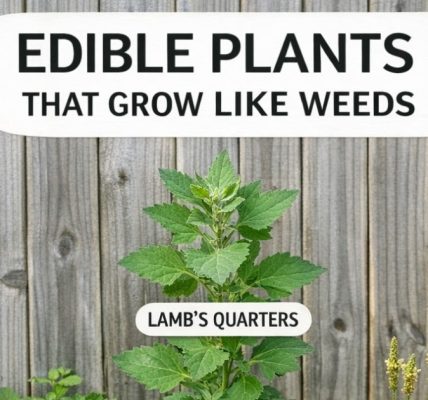 Your Garden Is Full of Hidden Medicinal Plants (And You Probably Don’t Know It)