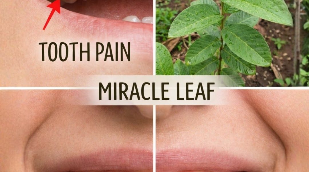 Unlock the Natural Power of Miracle Leaf for Oral Health Unlock the Natural Power of Miracle Leaf for Oral Health