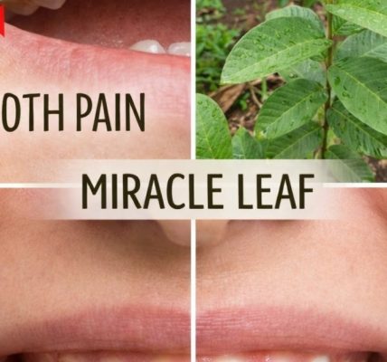 Unlock the Natural Power of Miracle Leaf for Oral Health Unlock the Natural Power of Miracle Leaf for Oral Health