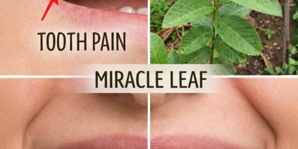 Unlock the Natural Power of Miracle Leaf for Oral Health Unlock the Natural Power of Miracle Leaf for Oral Health