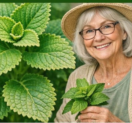 Oregano Orejón for Better Eye Health: A Natural Vision Supporter