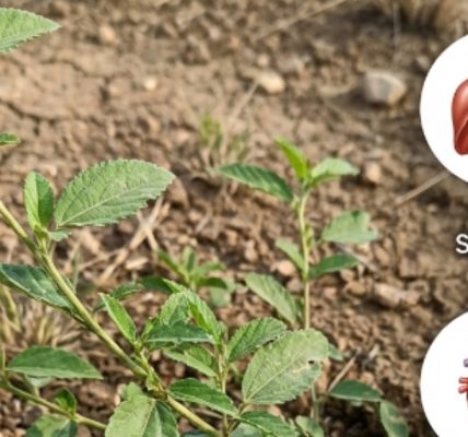 Exploring the Healing Properties of this Herbal Remedy