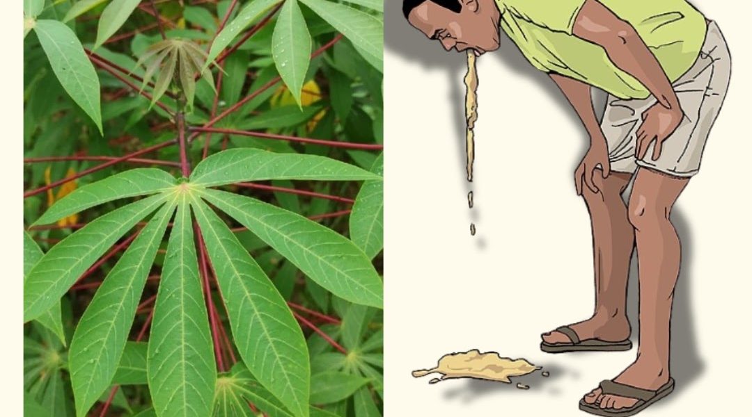 Simple Home Treatment Using Cassava Leaves Simple Home Treatment Using Cassava Leaves