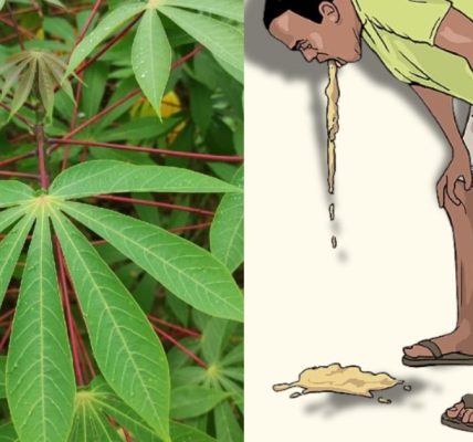 Simple Home Treatment Using Cassava Leaves