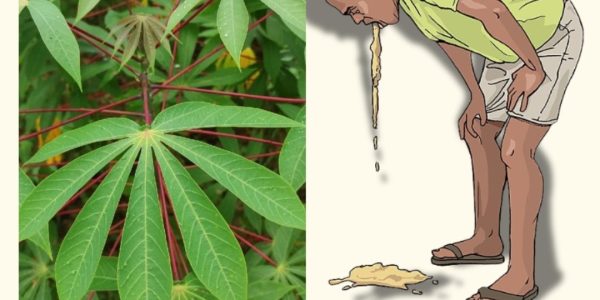 Simple Home Treatment Using Cassava Leaves Simple Home Treatment Using Cassava Leaves