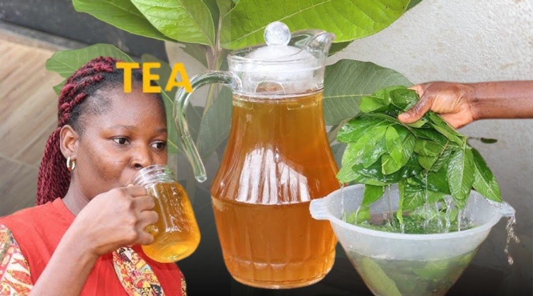 If You Regularly Drink Guava Leaf Tea, You May Never Suffer From These Common Health Issues