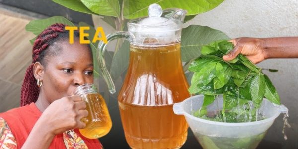 If You Regularly Drink Guava Leaf Tea, You May Never Suffer From These Common Health Issues If You Regularly Drink Guava Leaf Tea, You May Never Suffer From These Common Health Issues