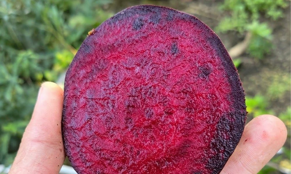 The Powerful Superfood Your Vision Needs The Powerful Superfood Your Vision Needs