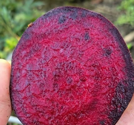 The Powerful Superfood Your Vision Needs The Powerful Superfood Your Vision Needs