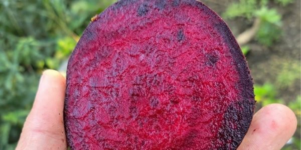 The Powerful Superfood Your Vision Needs The Powerful Superfood Your Vision Needs
