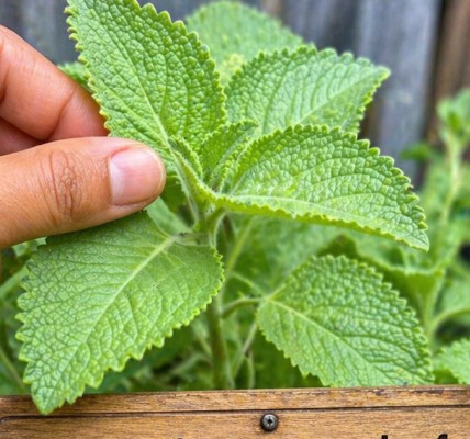 Just 1 Leaf a Day to Stay Healthy Naturally 🌿