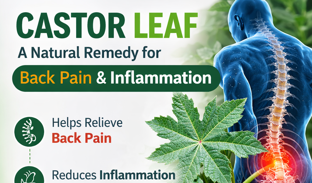 10 Surprising Health Benefits of Castor Oil You Should Know
