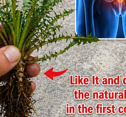 A Natural Remedy Growing in Your Backyard