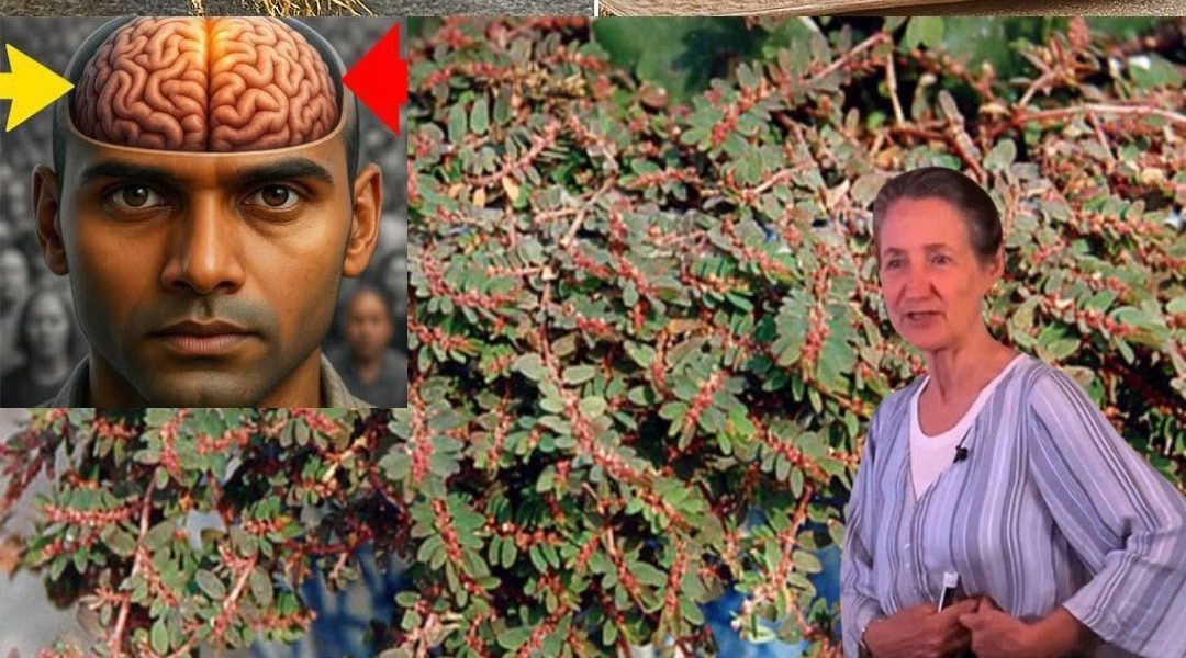 A Hidden Herbal Hero for Healing Naturally A Hidden Herbal Hero for Healing Naturally