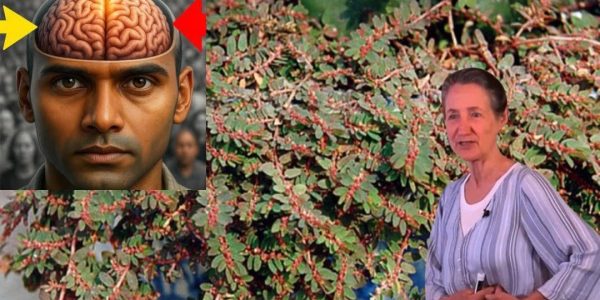 A Hidden Herbal Hero for Healing Naturally