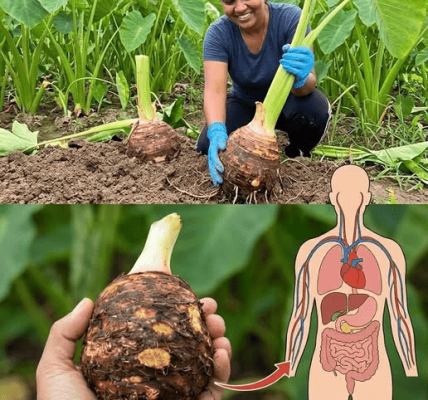 Taro Root Secret Most People Ignore Could Your Daily Habit Be Missing It