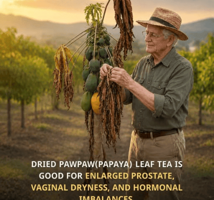 Dried papaya leaf tea is quietly gaining attention for the way it may support prostate comfort, moisture balance, and hormonal harmony after 50.