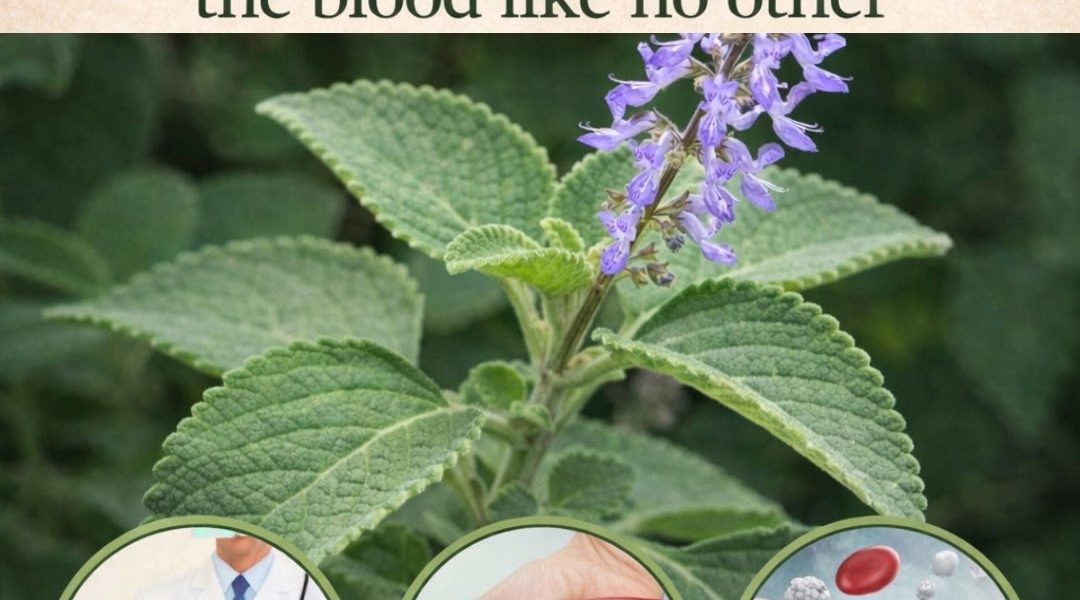 🌿 How Oregano Can Improve Your Eye Health Naturally
