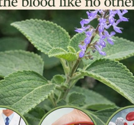 🌿 How Oregano Can Improve Your Eye Health Naturally