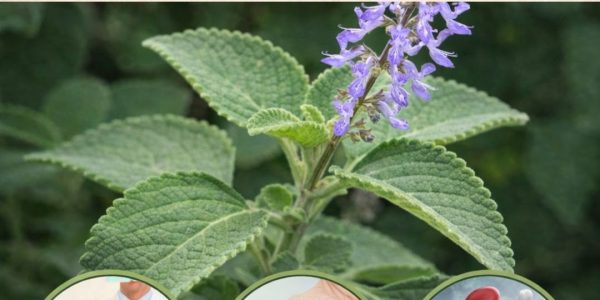 🌿 How Oregano Can Improve Your Eye Health Naturally 🌿 How Oregano Can Improve Your Eye Health Naturally