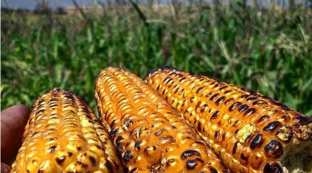 🔥 11 Surprising Facts About Grilled Corn You Didn’t Know (But Should!) 🔥 11 Surprising Facts About Grilled Corn You Didn’t Know (But Should!)