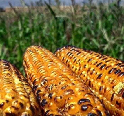 🔥 11 Surprising Facts About Grilled Corn You Didn’t Know (But Should!) 🔥 11 Surprising Facts About Grilled Corn You Didn’t Know (But Should!)