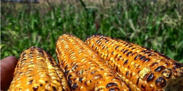 🔥 11 Surprising Facts About Grilled Corn You Didn’t Know (But Should!) 🔥 11 Surprising Facts About Grilled Corn You Didn’t Know (But Should!)