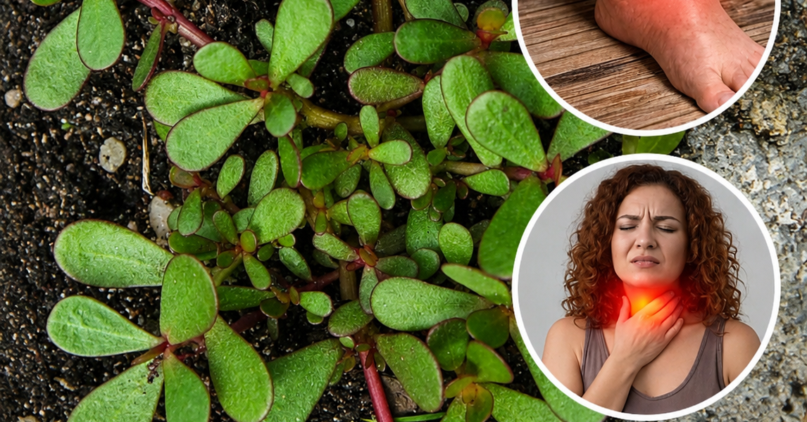 The Humble Garden Plant With Powerful Medicinal Benefits The Humble Garden Plant With Powerful Medicinal Benefits
