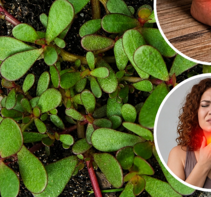 The Humble Garden Plant With Powerful Medicinal Benefits