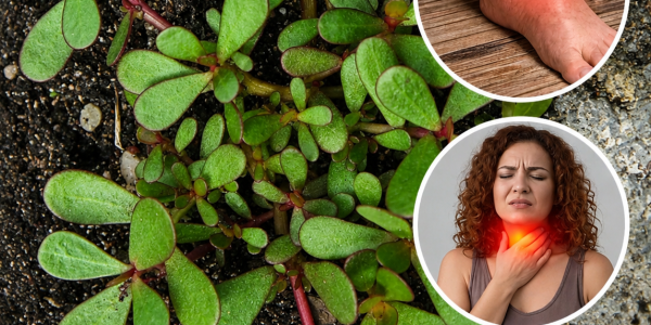 The Humble Garden Plant With Powerful Medicinal Benefits
